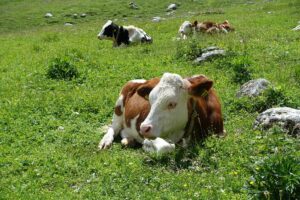 Fotogalerie - Piemont Walliser Alpen