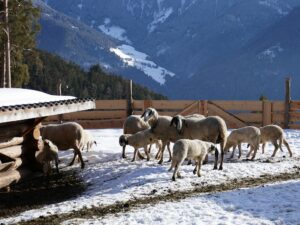 Fotogalerie - Piemont Walliser Alpen