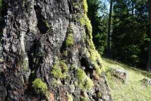 Fotogalerie - Italien Piemont Walliser Alpen