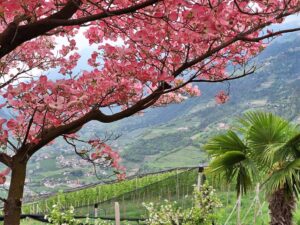 Fotogalerie - Piemont Walliser Alpen