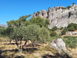 Griechenland Wanderreise Kretas Osten, Felsen Olivenbäume – Sento Wanderreisen